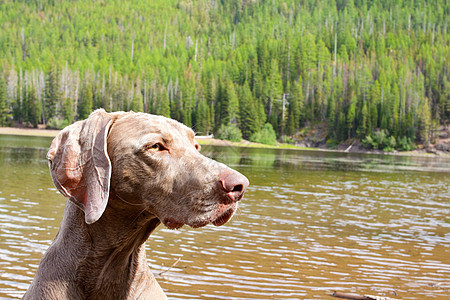 狗和水灰色鸟狗草莓水平猎狗水狗水库湖泊荒野瀑布图片