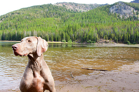 狗和水水库湖泊水平鸟狗草莓威马水狗池塘灰色荒野图片
