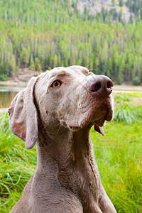 Weimaraner 肖像设计图片