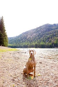 狗和水池塘威马草莓湖泊荒野瀑布猎狗图像垂直水狗图片