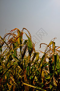 角字段叶子农场植物树叶场地玉米流苏耳朵食物图片