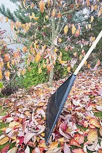 花园垂直侧视图中的摇摆秋叶图片