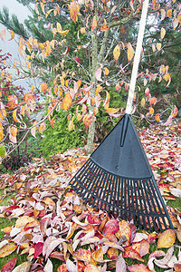 花园垂直的摇摆秋叶图片