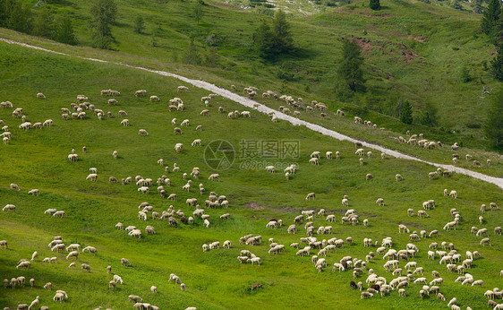 羊农场农村农田羊毛丘陵羊肉场地国家人群动物图片