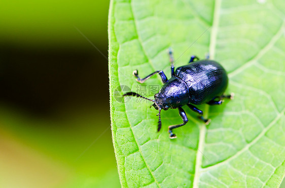 树叶上的甲虫动物学昆虫宏观荒野野生动物蓝色叶甲虫视角漏洞昆虫学图片