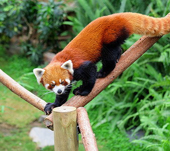 红熊猫公园哺乳动物食肉竹子荒野野生动物动物园栖息地富根宠物图片