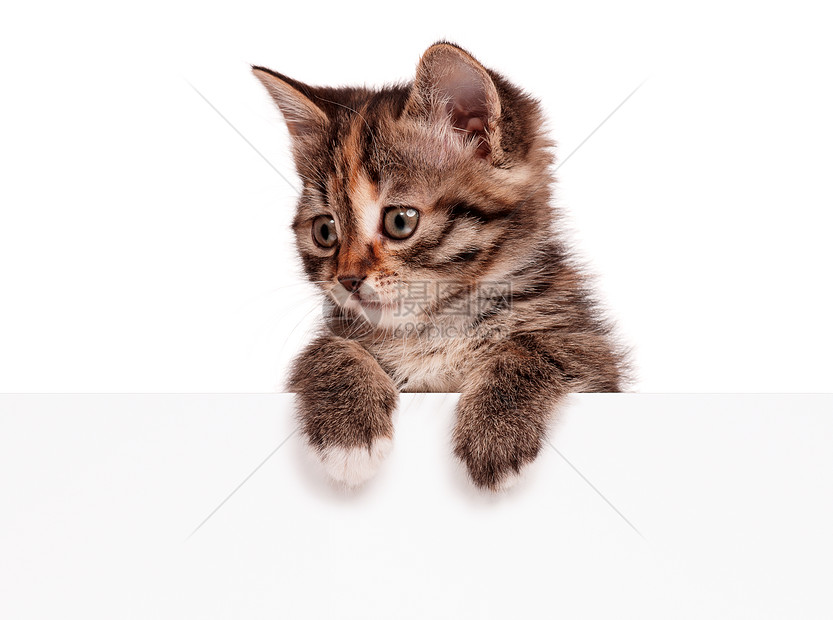 小可爱小猫食肉胡须标语短发姿势海报猫咪乐趣卡片哺乳动物图片