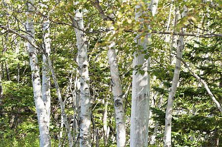 伯赫树美丽公园白色树叶环境森林树林树干叶子绿色图片