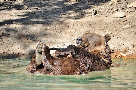 在水中玩耍的棕熊动物动物园乐趣头发耳朵毛皮鼻子荒野爪子野生动物图片