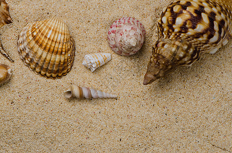 沙滩上的贝壳棕色纪念品异国软体珍珠支撑壳类情调海洋尖塔图片