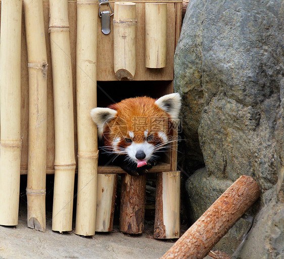 红熊猫野生动物动物竹子栖息地树叶食肉富根动物园哺乳动物宠物图片