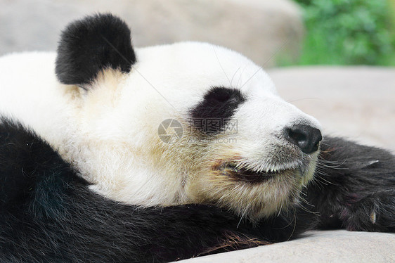 睡觉熊猫环境文化白色幼兽公园主义者野生动物黑色环保竹子图片