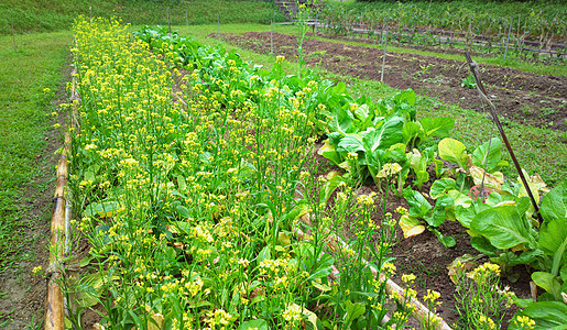字段收成绿色破坏沙拉天空食物种植草药农村蔬菜图片