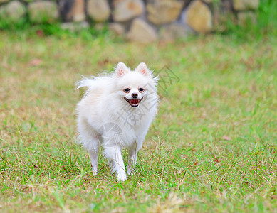 白罗马狗小狗场地玩具白色绿色舌头犬类粉色毛皮图片