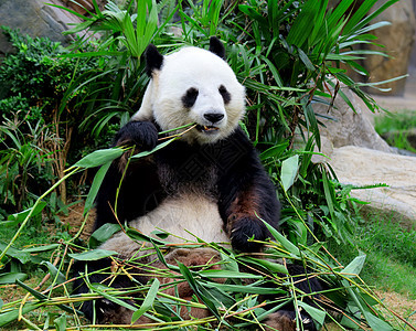 巨熊猫吃竹子濒危哺乳动物环境栖息地危害叶子森林木头丛林荒野图片