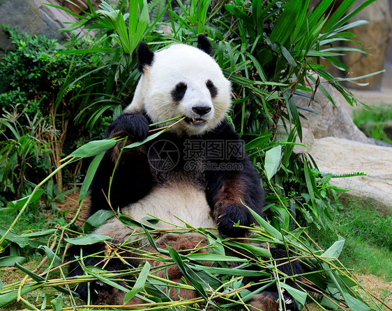 巨熊猫吃竹子濒危哺乳动物环境栖息地危害叶子森林木头丛林荒野图片