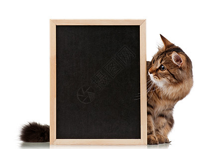 带有黑板的猫纸板广告猫咪爪子毛皮木板标语广告牌横幅小猫图片