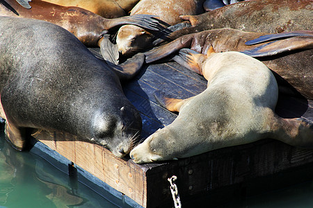海狮环境展示人群海豹海洋毛皮蓝色野生动物动物旅游图片