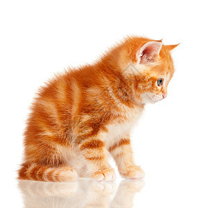红小猫胡须猫咪宠物动物短发哺乳动物虎斑姿势食肉猫科动物图片