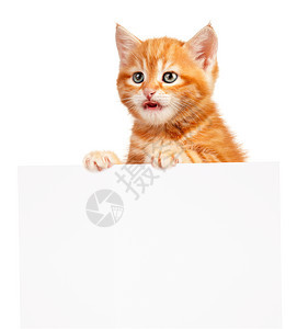 红小猫标语短发猫咪海报广告乐趣爪子橙子哺乳动物卡片图片