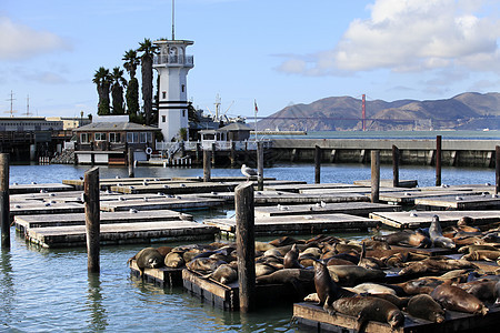 这是PIER 39和海狮图片