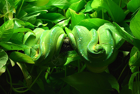 绿树野生动物容器鳞片状动物动物群玻璃爬虫动物园蟒蛇情调图片
