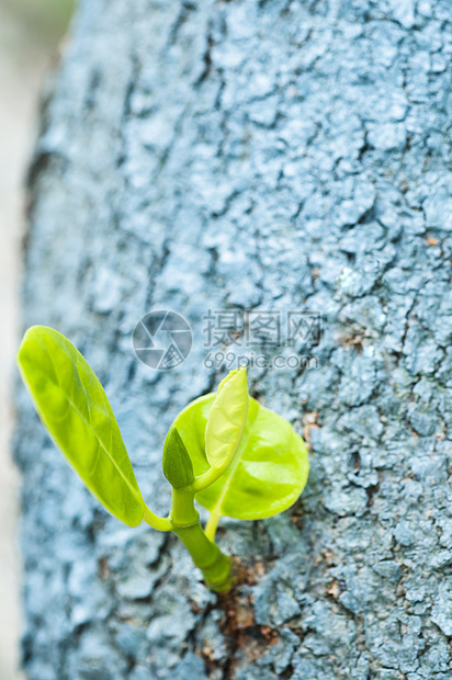 树芽环境花园树木活力蓝色生活季节生存园艺衬套图片