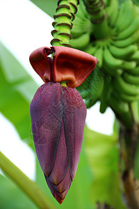 香蕉花培育叶子水果热带红色植物花瓣生长食物农场图片