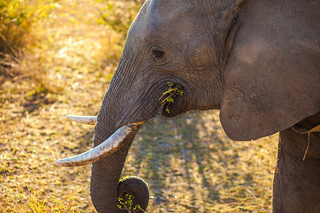 大象食用厚皮獠牙荒野咀嚼力量分支机构动物食物植物衬套图片