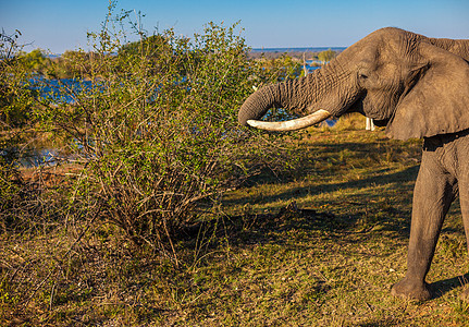 大象食用獠牙树叶力量咀嚼树干食物厚皮荒野动物衬套图片