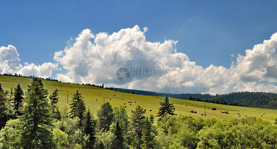 在山上树上 有蓝色的天空和白云图片