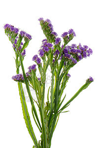 紫紫静态花朵白色水平紫色背景图片