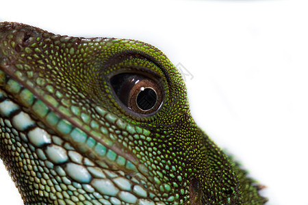成人头部和眼睛爬虫热带爬行动物异国蜥蜴人食虫怪物宏观鬣蜥脊椎动物图片