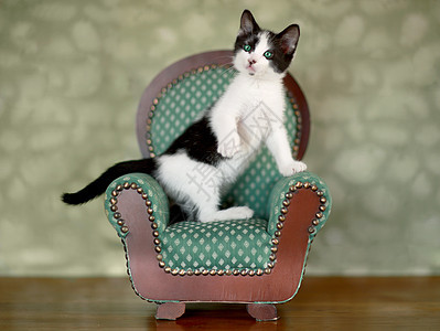 小猫咪坐在椅子上白色乐趣绿色工作室小猫猫咪动物宠物婴儿短发图片