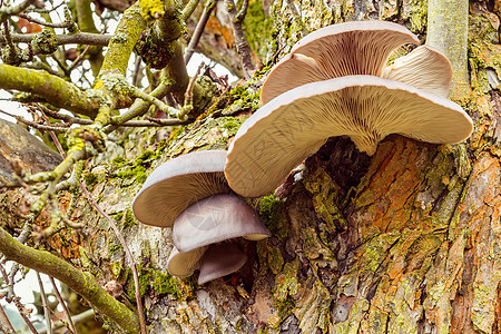 秋秋树上蘑菇黄色土壤季节植物菌类荒野环境生长泥炭苔藓图片