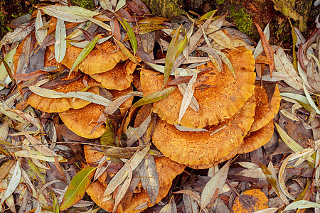 秋蘑菇菌类森林荒野苔藓植物棕色土壤季节环境黄色图片