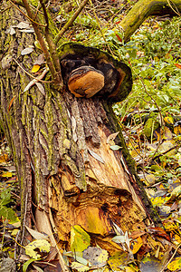 秋蘑菇棕色生长苔藓菌类植物泥炭土壤森林木头季节图片