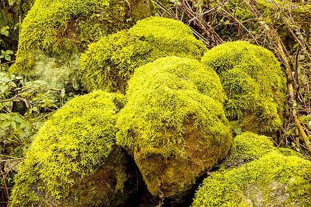 树干上亮绿色的绿苔青草生长森林苔藓地衣植物棕色团块植物学菌类树木图片