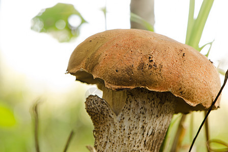 红色的红海帽黑咖啡 尾随着乳油蘑菇宏观桦木环境食物木头枳实饮食美食红帽篮子图片