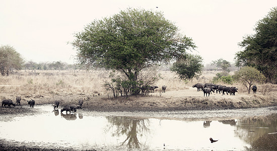 非洲野生非洲水牛城荒野大草原水牛情调风景假期黄嘴动物公园旅游图片