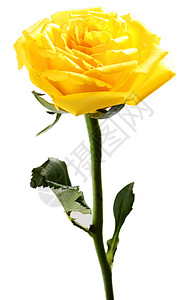 白色背景的单黄色玫瑰花图片