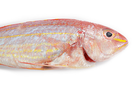在白色背景上分离的红鳄鱼饮食工作室膳食食物市场皇家蓝色鲷鱼黑色营养图片