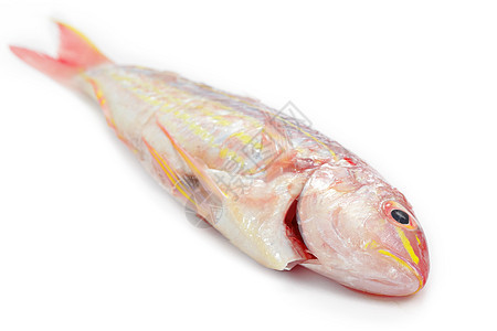 在白色背景上分离的红鳄鱼膳食市场蓝色红衣鲷鱼工作室黑色营养海鲜饮食图片