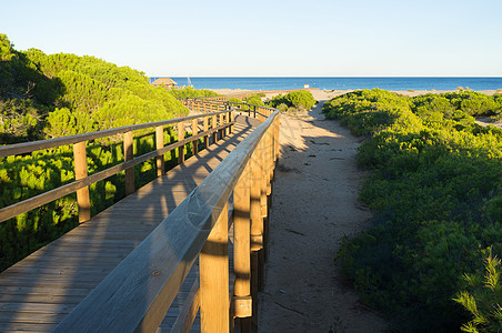 卡拉巴西海滩松树行人高跷天桥水平晴天人行道沙丘阳光图片