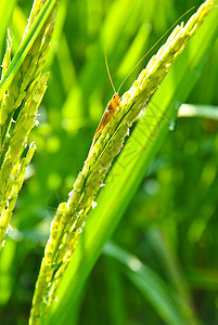泰国的稻米田植物宏观种植园金子培育环境生长草地种子谷物图片