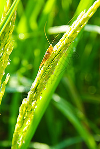 泰国的稻米田环境叶子金子谷物收成天空植物群种子季节种植园图片