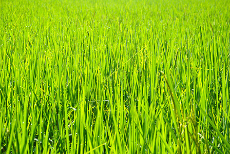 泰国的稻米田农场种植园季节植物群粮食收成蓝色稻田天空热带图片