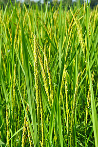 泰国的稻米田农村金子生长农场场地宏观树叶种子收成植物图片