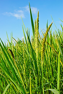 泰国的稻米田金子种子培育谷物生长宏观农村农场蓝色稻田图片