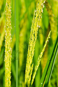泰国的稻米田天空草地热带种子培育种植园宏观粮食谷物环境图片